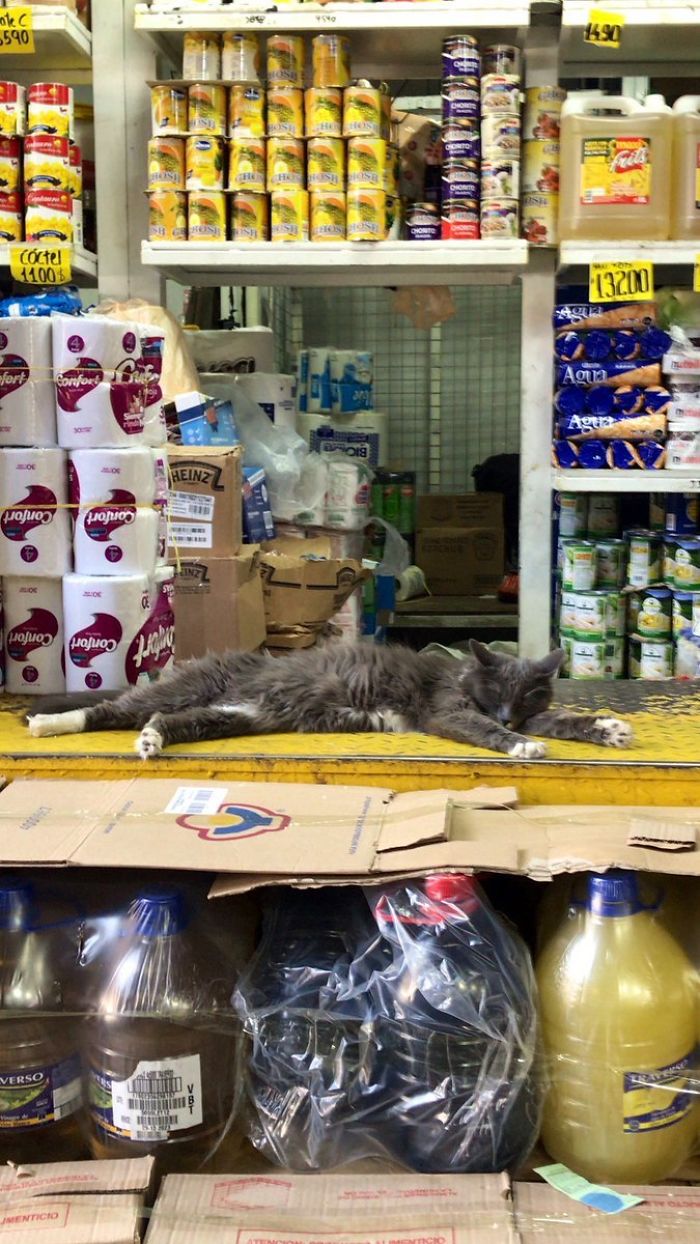 Convenience-Store-Cats