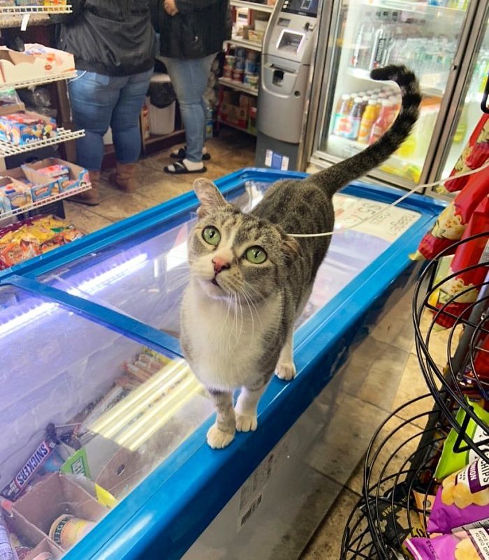 Convenience-Store-Cats