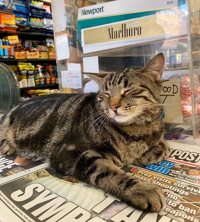 Convenience-Store-Cats