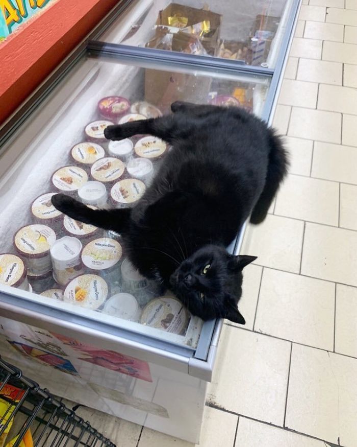Convenience-Store-Cats