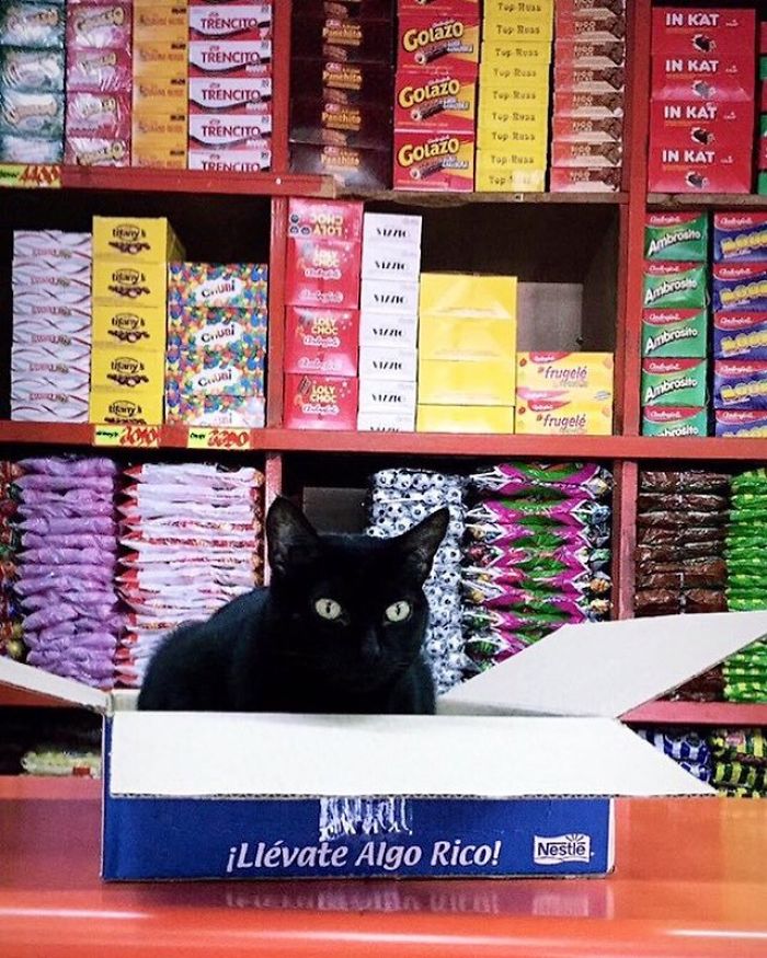 Convenience-Store-Cats