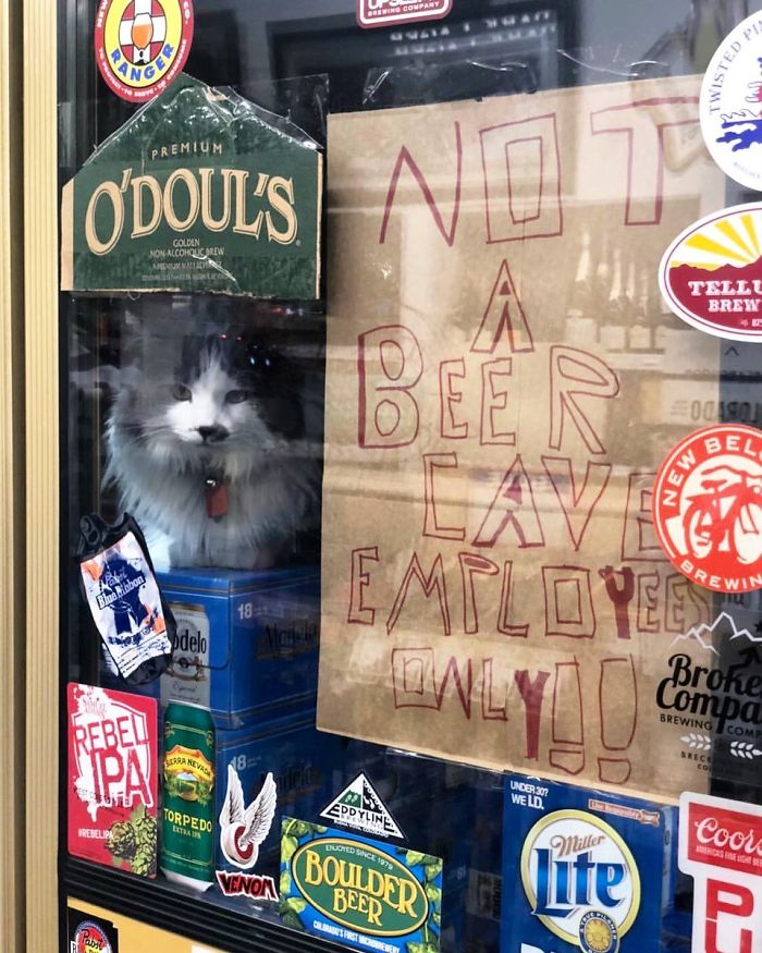 Convenience-Store-Cats