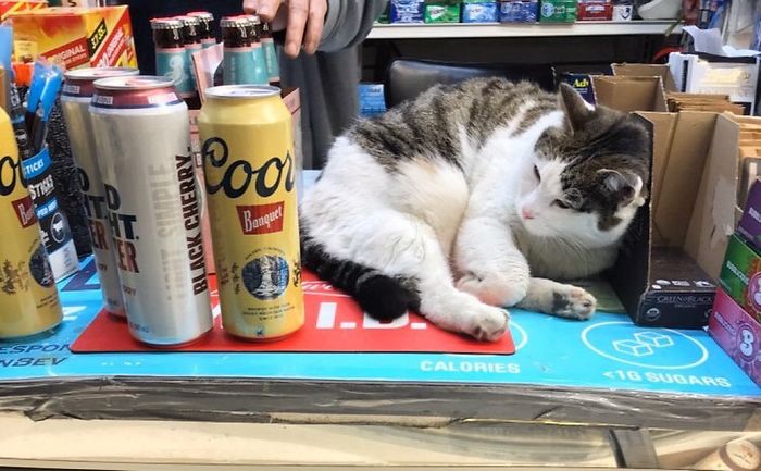 Convenience-Store-Cats