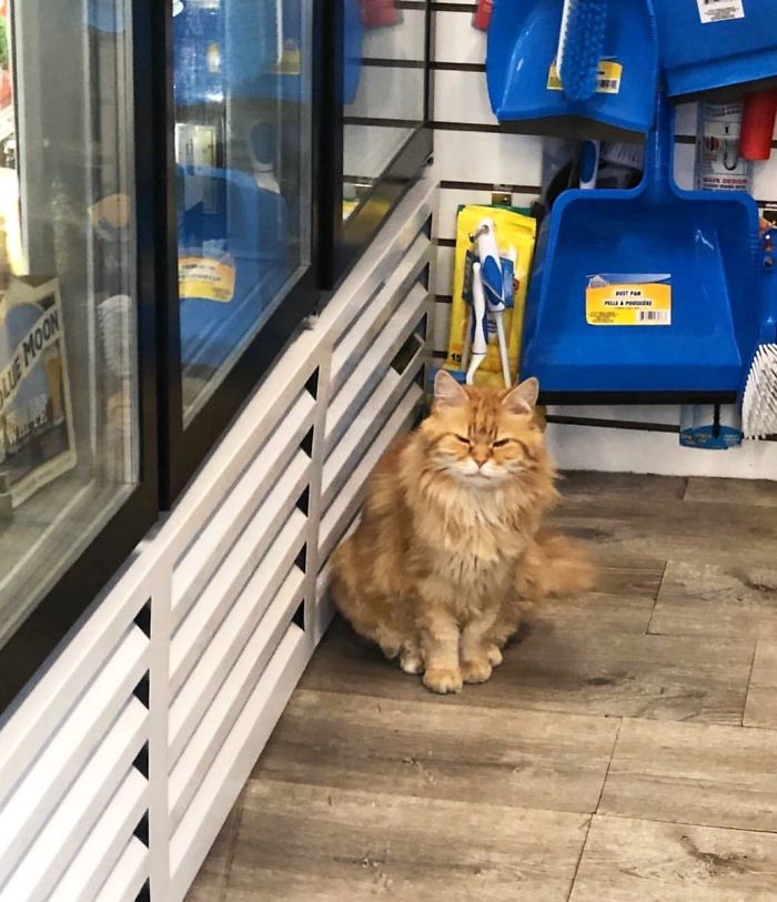 Convenience-Store-Cats