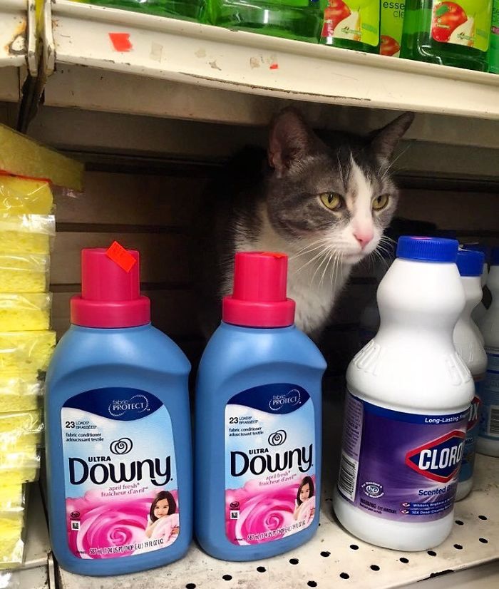 Convenience-Store-Cats