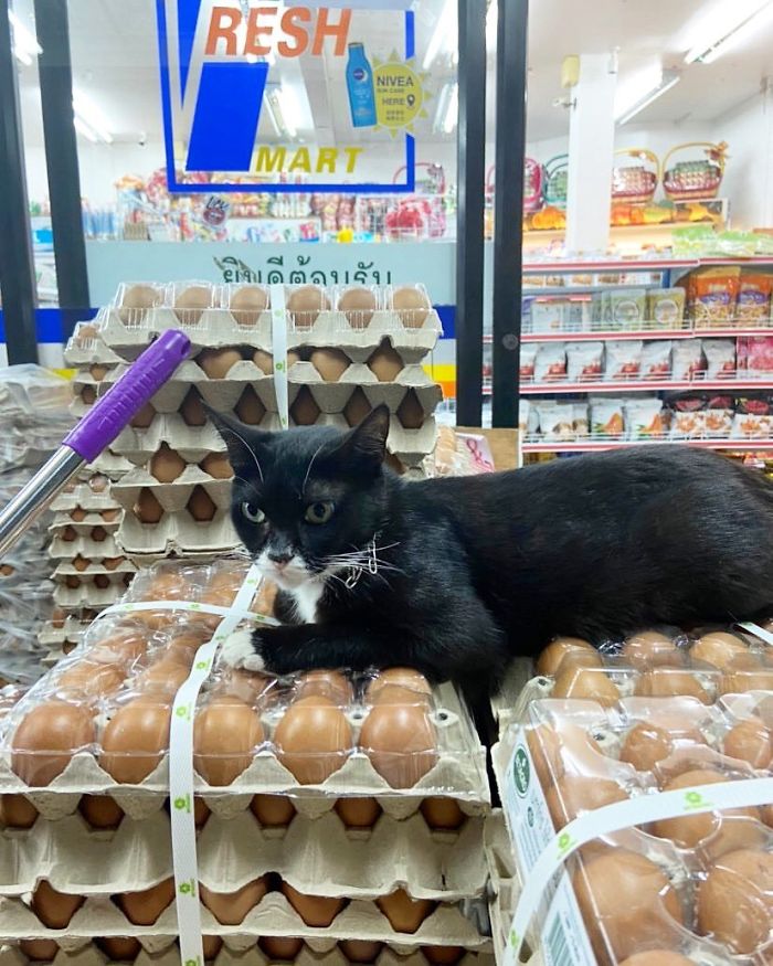 Convenience-Store-Cats