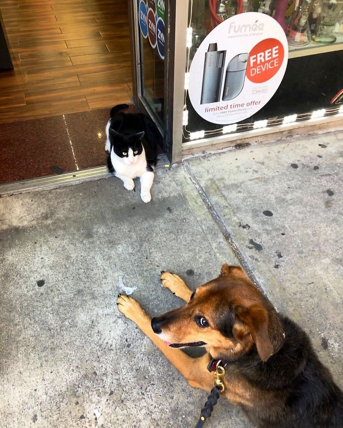 Convenience-Store-Cats