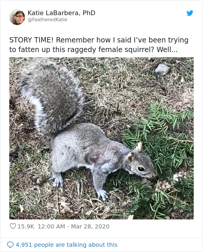 Neighbor Says Their Car Won't Start, Woman Finds A Squirrel She Tried To Fatten Up Has Had Babies Inside The Car Neighbor Says Their Car Won't Start, Woman Finds A Squirrel She Tried To Fatten Up Has Had Babies Inside The Car