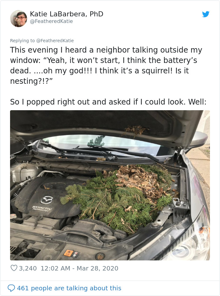 Neighbor Says Their Car Won't Start, Woman Finds A Squirrel She Tried To Fatten Up Has Had Babies Inside The Car Neighbor Says Their Car Won't Start, Woman Finds A Squirrel She Tried To Fatten Up Has Had Babies Inside The Car