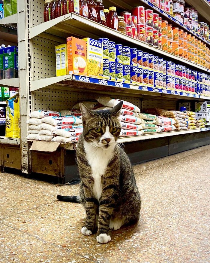 Convenience-Store-Cats