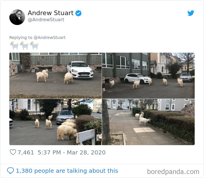 Wild Goats Seize The Moment To Take Over This UK Town Which Is Empty Due To Coronavirus Wild Goats Seize The Moment To Take Over This UK Town Which Is Empty Due To Coronavirus