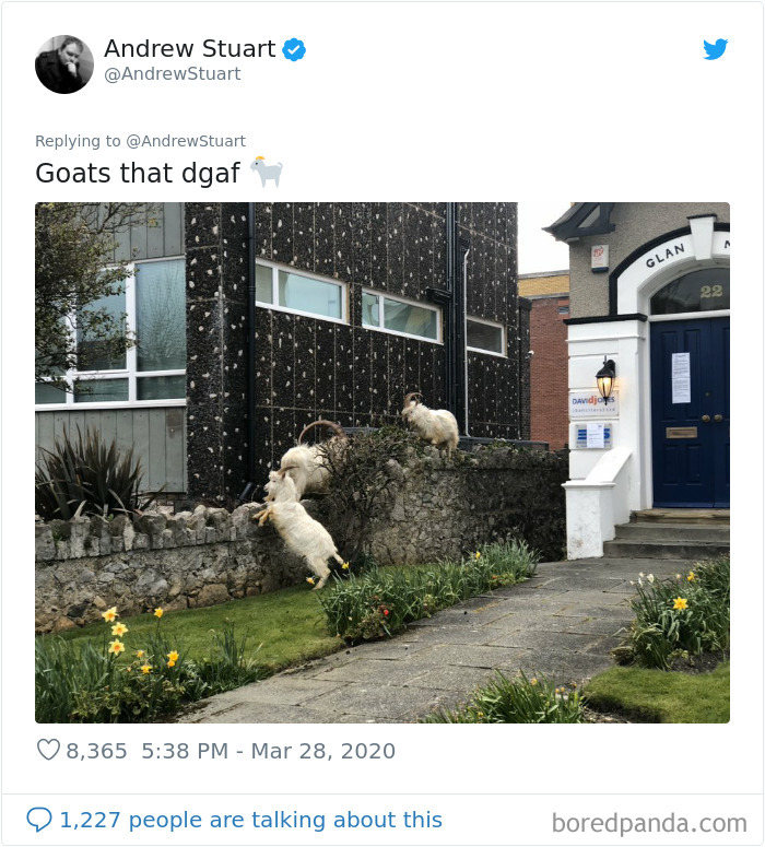 Wild Goats Seize The Moment To Take Over This UK Town Which Is Empty Due To Coronavirus Wild Goats Seize The Moment To Take Over This UK Town Which Is Empty Due To Coronavirus