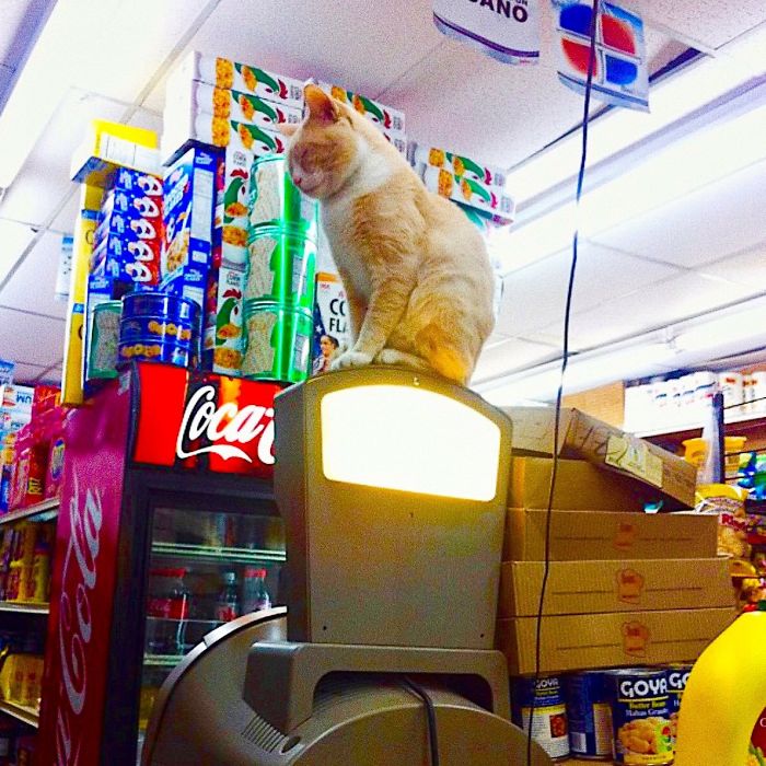 Где сат. Коты в магазине. Обитает кот в магазине. Магазин котов. Магазин отдел с котами.