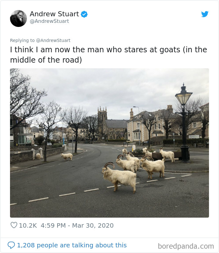 Wild Goats Seize The Moment To Take Over This UK Town Which Is Empty Due To Coronavirus Wild Goats Seize The Moment To Take Over This UK Town Which Is Empty Due To Coronavirus
