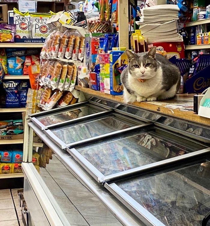 Convenience-Store-Cats