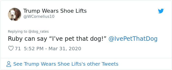 Adorable Dog Insists On Petting Other Dogs At Daycare, And The Confused Pups Just Accept It