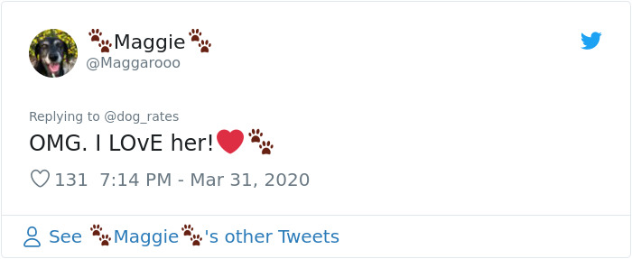 Adorable Dog Insists On Petting Other Dogs At Daycare, And The Confused Pups Just Accept It