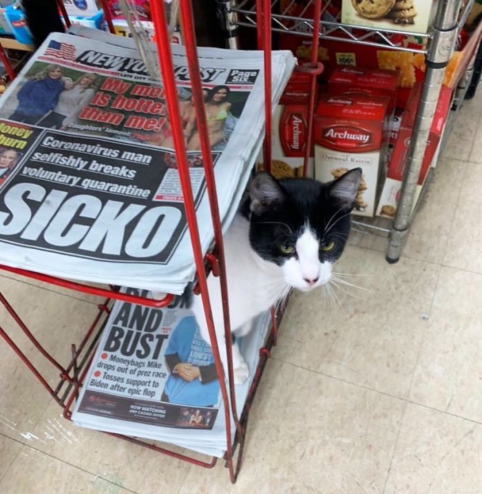 Convenience-Store-Cats