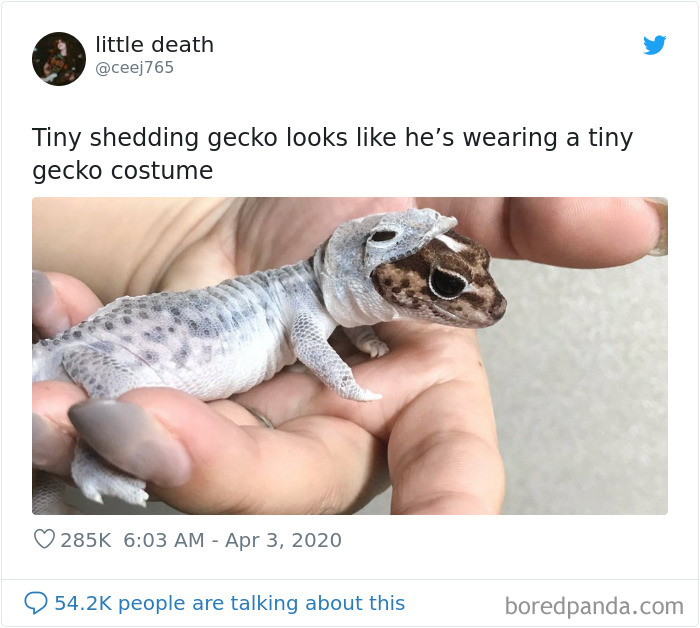 Funny-Women-Tweets-Jokes