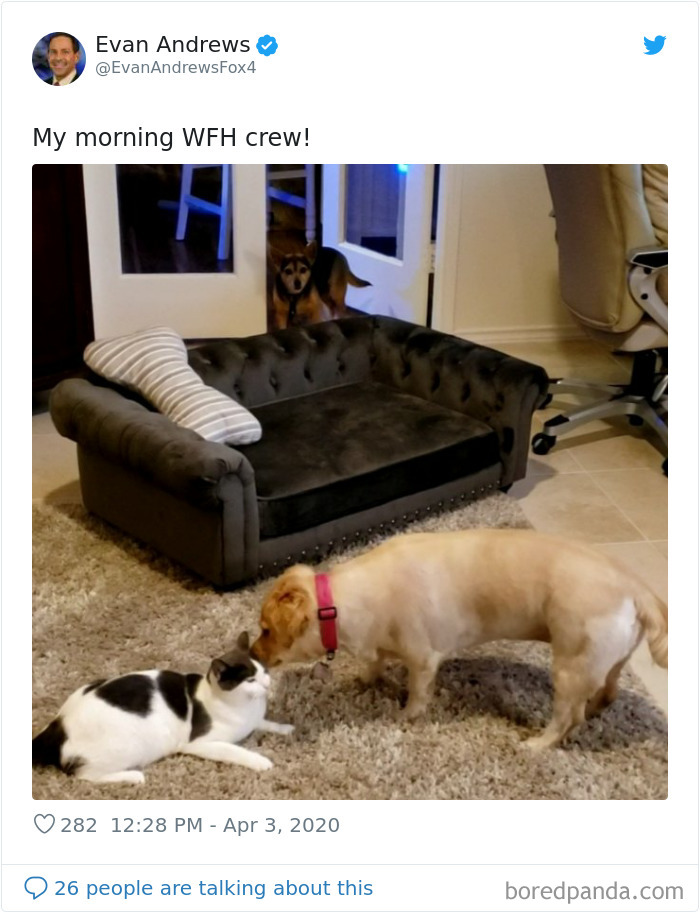 Weatherman Brightens Up People&rsquo;s Days By Letting His Pets Hang Out In The Background During Broadcasts