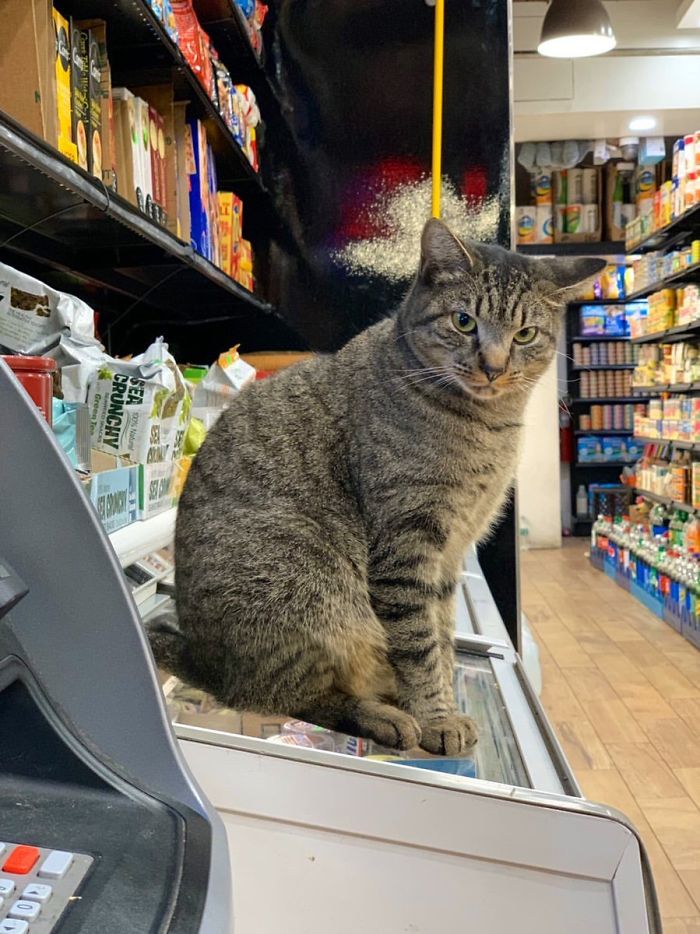 Convenience-Store-Cats
