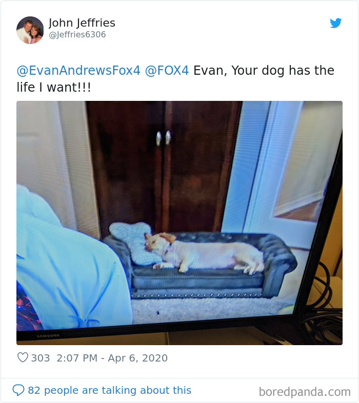 Weatherman Brightens Up People’s Days By Letting His Pets Hang Out In The Background During Broadcasts Weatherman Brightens Up People’s Days By Letting His Pets Hang Out In The Background During Broadcasts