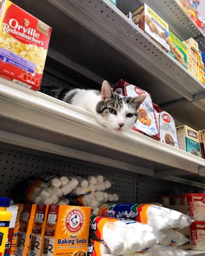 Convenience-Store-Cats