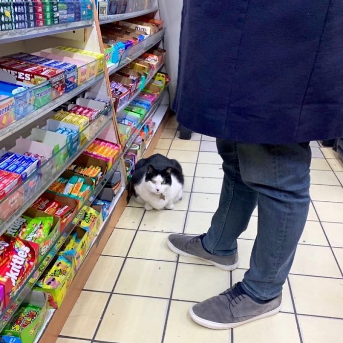 Convenience-Store-Cats