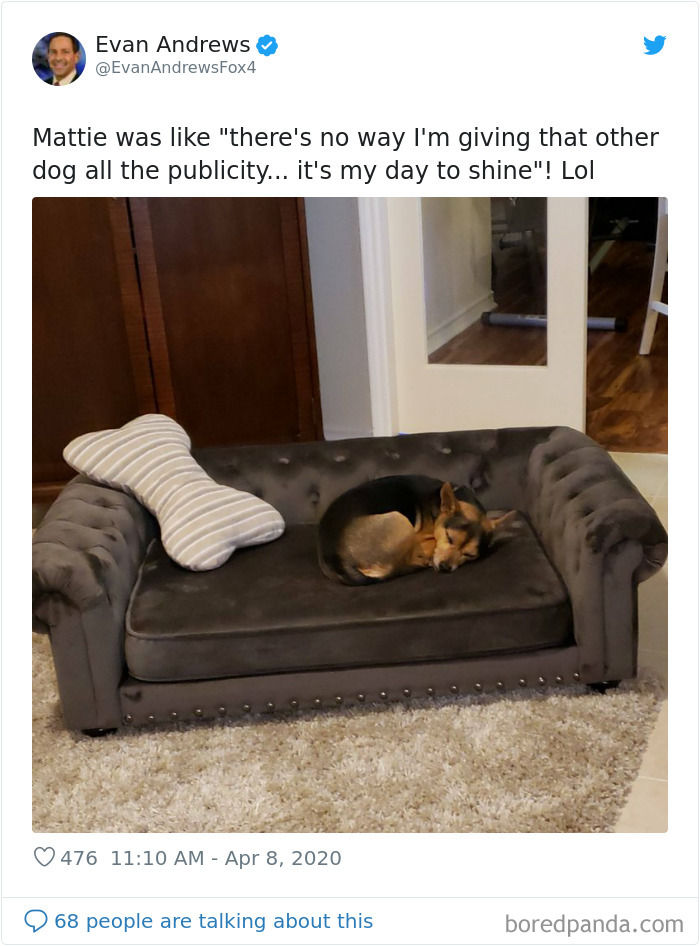 Weatherman Brightens Up People’s Days By Letting His Pets Hang Out In The Background During Broadcasts Weatherman Brightens Up People’s Days By Letting His Pets Hang Out In The Background During Broadcasts