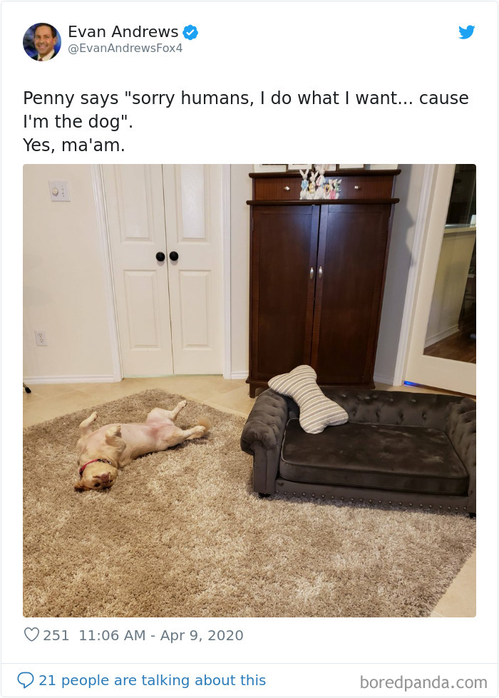 Weatherman Brightens Up People’s Days By Letting His Pets Hang Out In The Background During Broadcasts Weatherman Brightens Up People’s Days By Letting His Pets Hang Out In The Background During Broadcasts