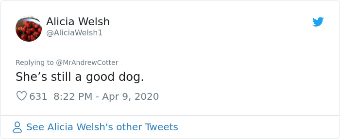 People Are Laughing At This Sports Broadcaster Commenting On His Dogs Fighting Over A Chew Toy