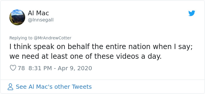 People Are Laughing At This Sports Broadcaster Commenting On His Dogs Fighting Over A Chew Toy