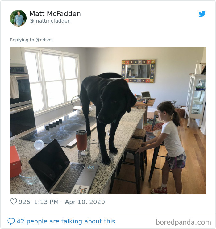 Dumbest-Dogs-Funny-Fails