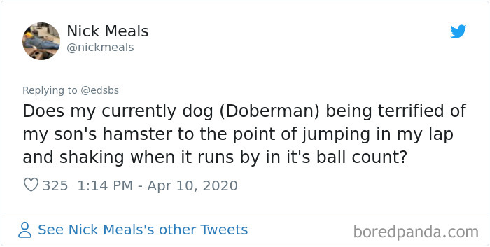 Dumbest-Dogs-Funny-Fails