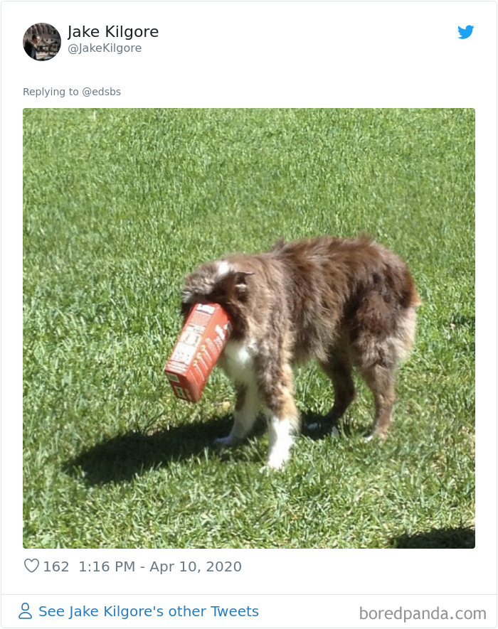 Dumbest-Dogs-Funny-Fails