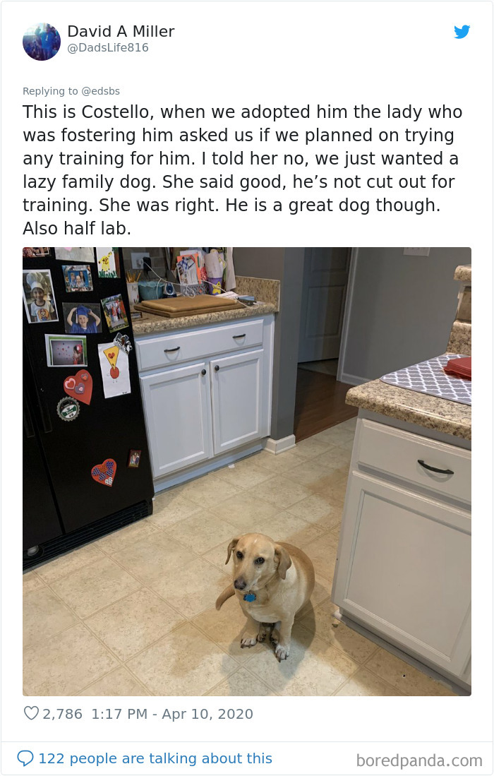 Dumbest-Dogs-Funny-Fails