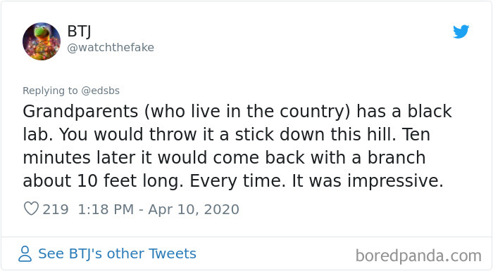 Dumbest-Dogs-Funny-Fails