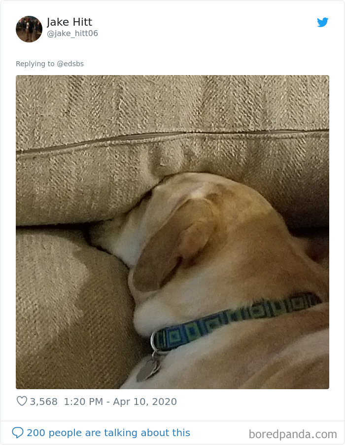 Dumbest-Dogs-Funny-Fails