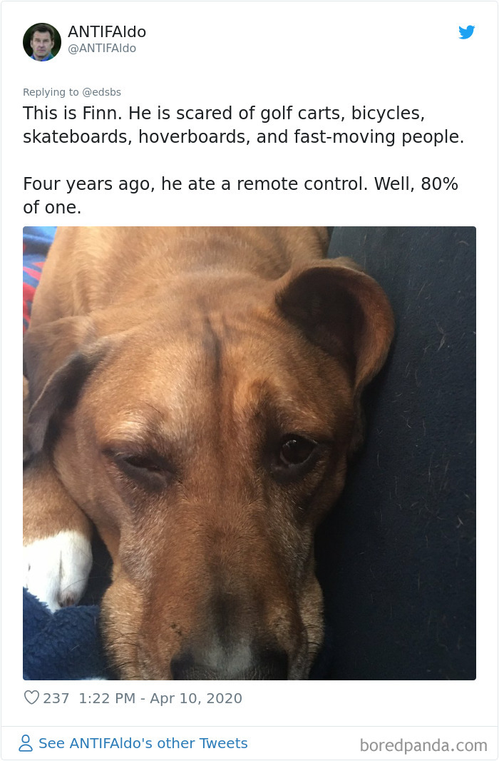 Dumbest-Dogs-Funny-Fails