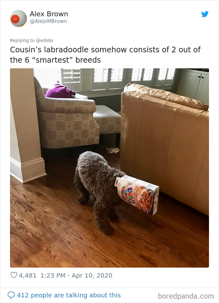 Dumbest-Dogs-Funny-Fails