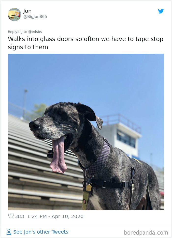 Dumbest-Dogs-Funny-Fails