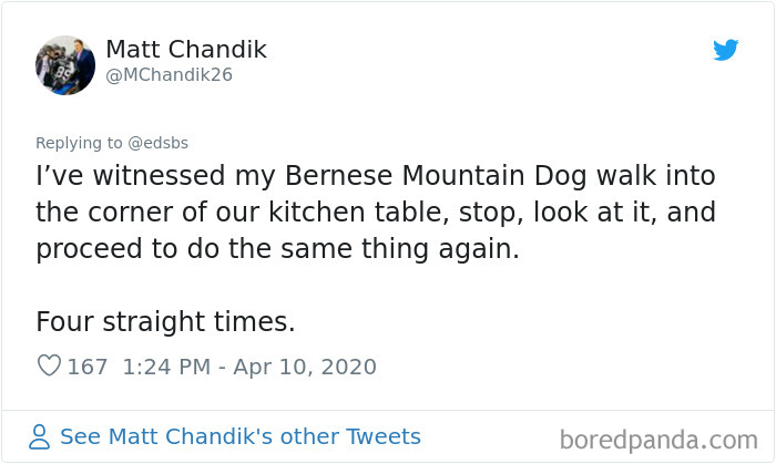 Dumbest-Dogs-Funny-Fails