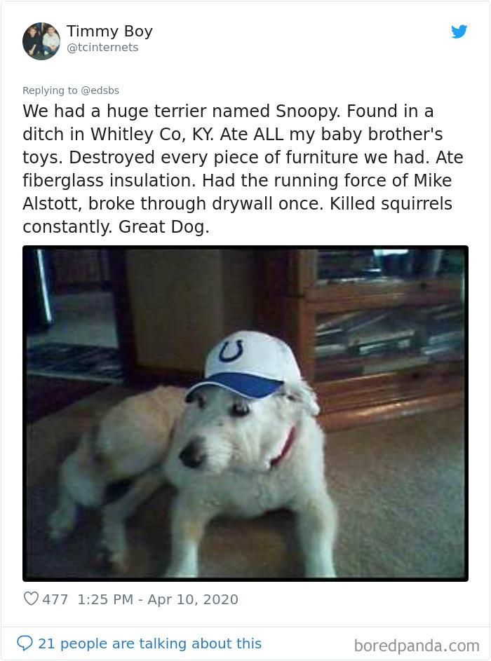 Dumbest-Dogs-Funny-Fails