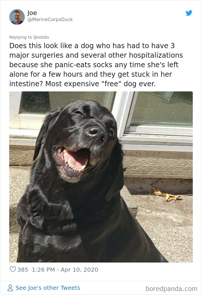 Dumbest-Dogs-Funny-Fails