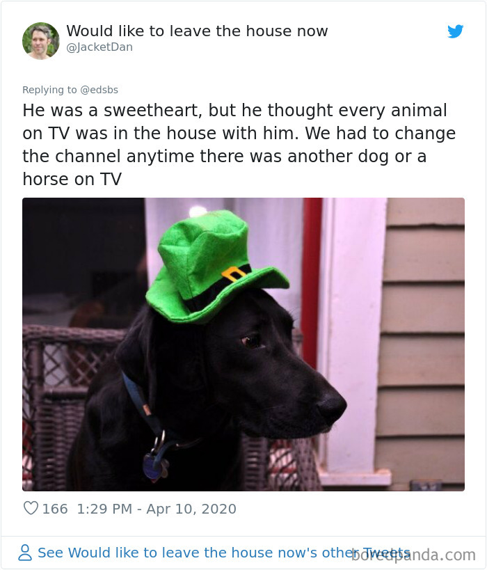 Dumbest-Dogs-Funny-Fails