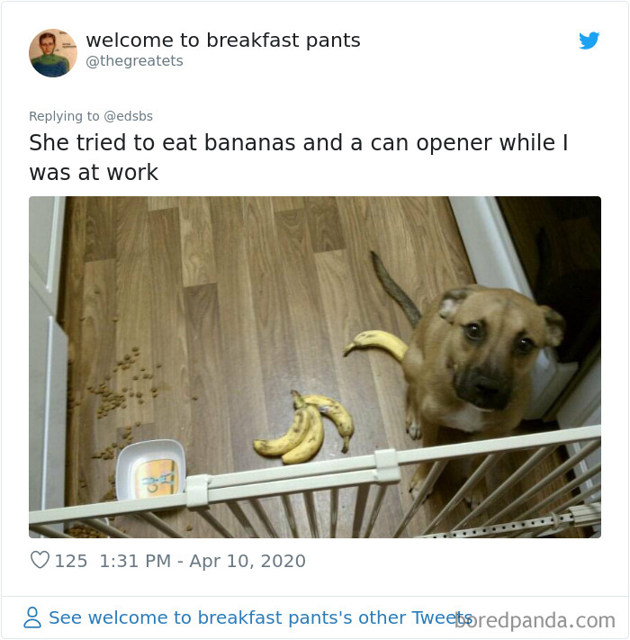 Dumbest-Dogs-Funny-Fails