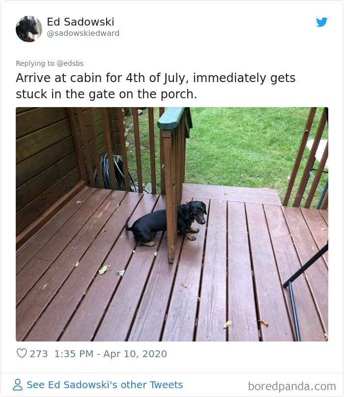 Dumbest-Dogs-Funny-Fails