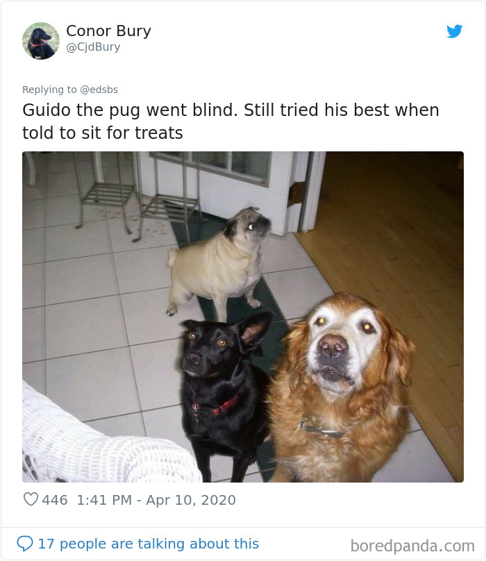 Dumbest-Dogs-Funny-Fails