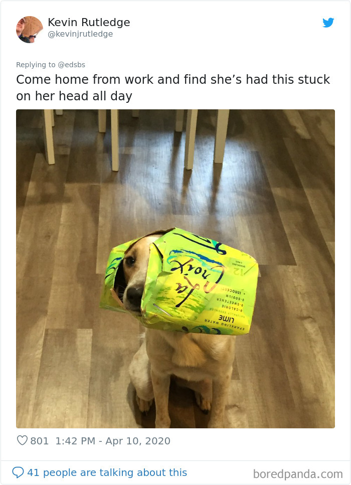 Dumbest-Dogs-Funny-Fails