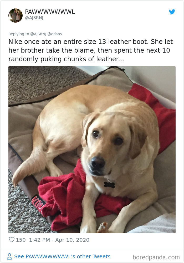 Dumbest-Dogs-Funny-Fails